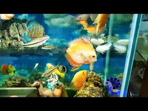 Рыба дискусы и цихлиды - Fish discus and cichlids