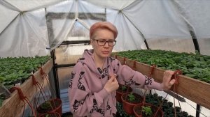 ВИРУС НА ПЕТУНИИ НЕ СПЕШИТЕ ВЫБРАСЫВАТЬ РАСТЕНИЯ