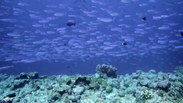 Scuba Diving the Blue Holes, Palau смотреть онлайн