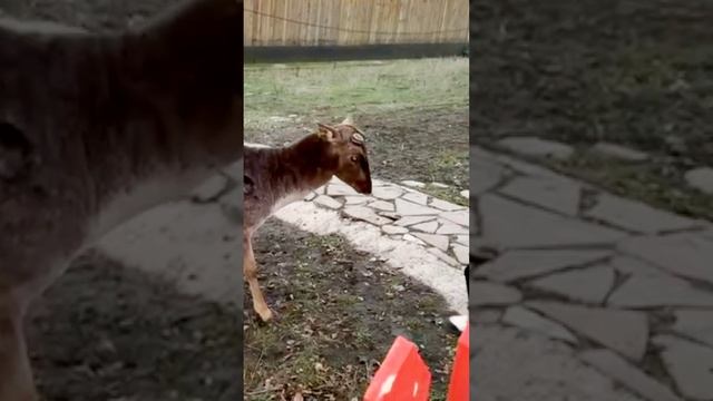 Делаем складочку и готовим оленя