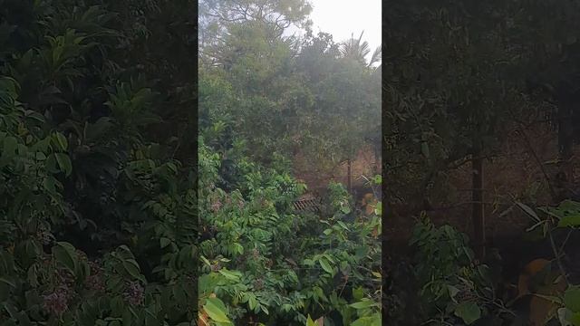 Утро. Воронье вече в нашем саду в Индии. смотреть онлайн