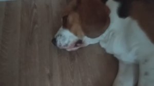 А я лежу, дремлю на плинтуаре! (Почти по А. Галичу.)