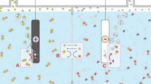 How to make batteries from Crab and Lobsters!! 🦀🔋😱