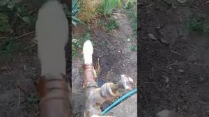 Ст. Воздвиженская сидим без воды