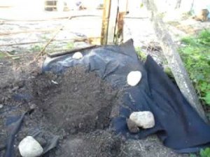 Павловния шанг тонг посадка Крым весна 2023