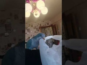 Попугай монах ,квакер