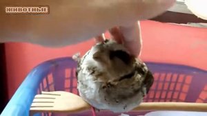 Сова - Смешные и милые Совы