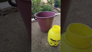 опрыскиваю петунию от хлороза препаратом Хелат железо.