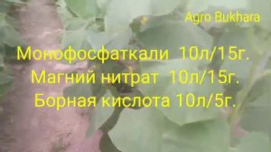 Как баротся с огуречный мазаикой. Вирусни мазаика на огурцы. 2 способов.