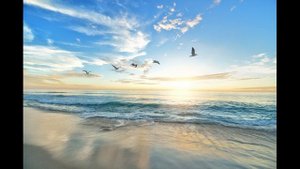 У дикого гуся могучие крылья | христианская музыка