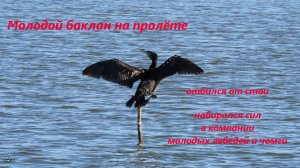 Баклан отбился от стаи, остался на пруду, отдохнул в компании лебедей и чомги и улетел. 18-25.09.24