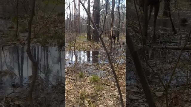 я подхожу к дикому лосю и даю ему ветку будет есть ?  или нападёт на меня ? в парке лосиный остров
