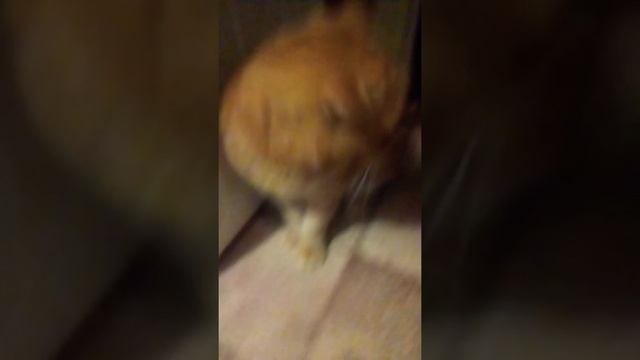 мой кот смотреть онлайн