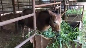ЛОШАДИ/МУЛЫ ОТЦА СТЕФАНА/Кубань