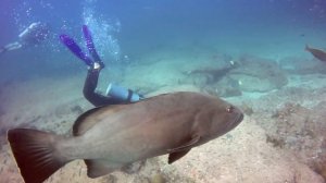 Scuba Diving - Cabo Pulmo National Park - Mexico