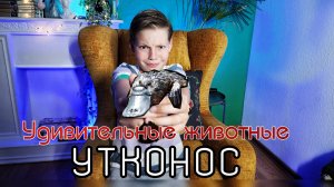 Удивительные животные: Утконос.