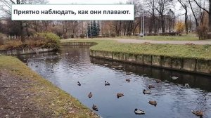 Утки в Санкт-Петербурге - городские жители