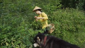 胭脂果—红得发紫的野果，你们吃过吗？【滇西小哥】