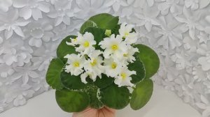 Фиалка Р-Золотые Пески