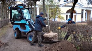 В Павловском парке посадили 26 лип