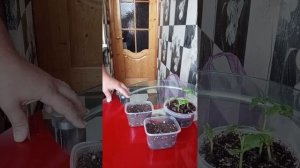 Вот так выглядят ростки момордики.