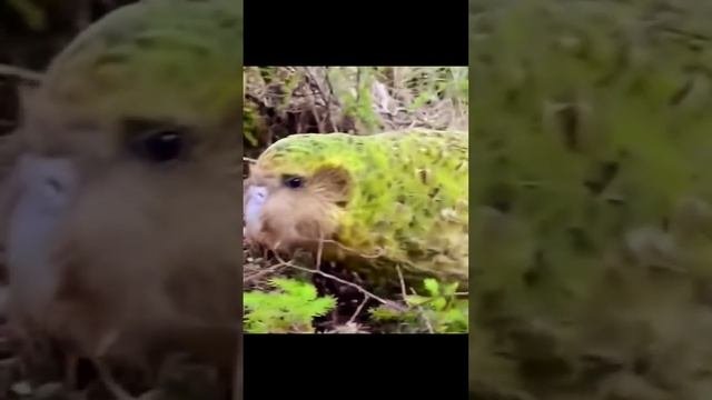 📕НЕ🪽ЛЕТАЮЩИЙ🦜ПОПУГАЙ🌏