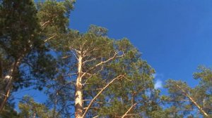 Кудряшровский бор