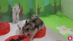 ЧЕЛЛЕНДЖ ДОВЕРЬ СВОЙ ДЕНЬ ХОМЯЧКАМ** КНОПКИ 2