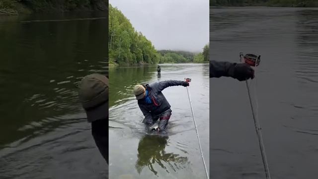 #cherrysalmon #flyfishing #южносахалинск #сахалин #fun #юмор смотреть онлайн