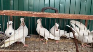 Бакинские голуби Старопородние 15-11-2024