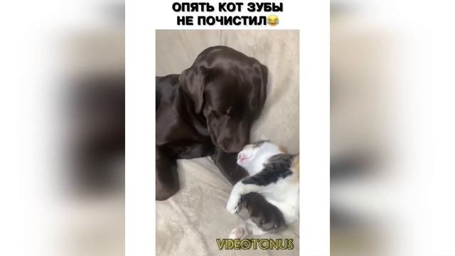 Теперь я без хохота вспомнить не могу. Теперь я без хохота вспомнить не могу