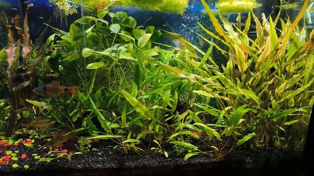 "Аквариумы сад, огород и рыбхоз в одном флаконе. Примитивизм в аквариумистике, а разве это плохо?" смотреть онлайн