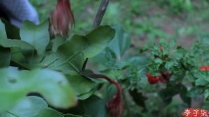 So this video called the life of chilli? 蒸个剁椒鱼头 ,扯个红油面皮,所以,这个视频叫“辣椒的一生”?| Liziqi Channel