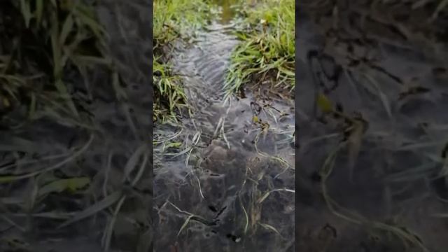 SLOWMOTEST - Ручей. смотреть онлайн