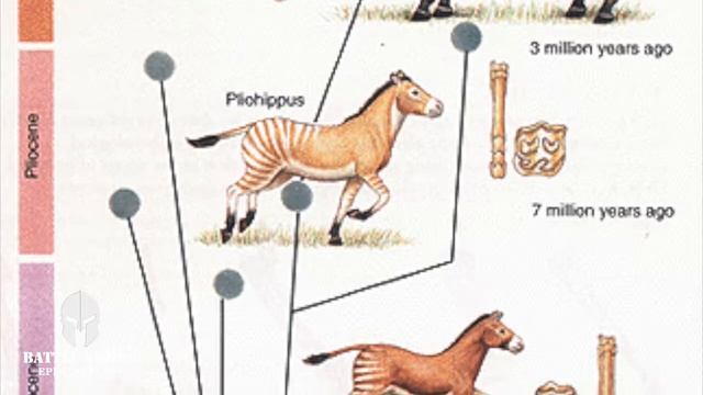 The Problems with Horse Evolution |Eohippus смотреть онлайн