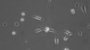 3T3 Cytokinetics Time-lapse