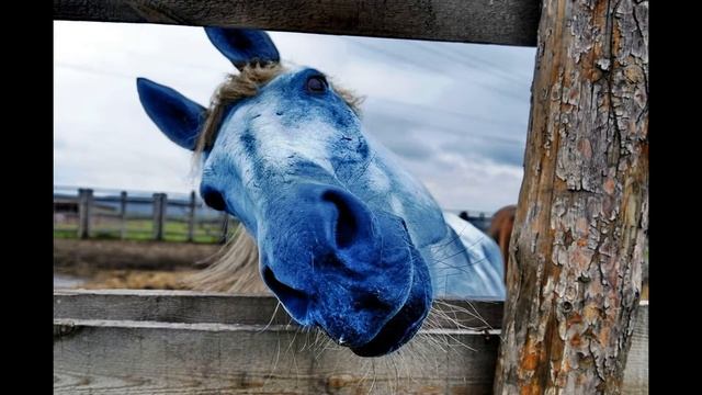 Бред Сивой Кобылы или как я выиграла пари. смотреть онлайн
