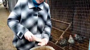 Чем кормить кур зимой. Меню моих птичек в зимний период. #чем кормить бролеров#
рацион кур зимой#