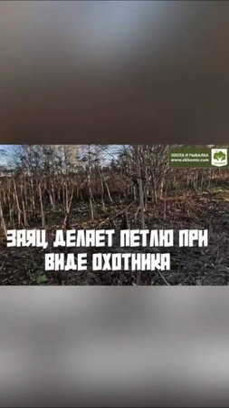 Заяц делает петлю при виде охотника. +18