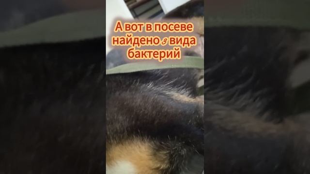 ❤ Собачка Пеппочка дрыхнет на приеме