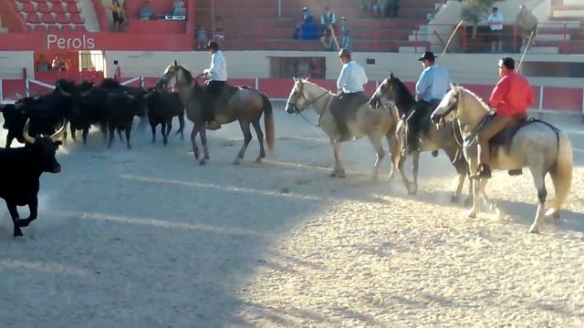 Taureaux Pérols 08/16 «Autre» смотреть онлайн