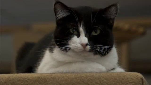 öbacka djurhem смотреть онлайн