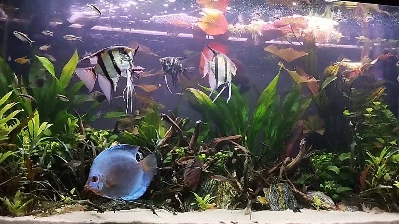 Akwarium 18.02.2024 #174 смотреть онлайн