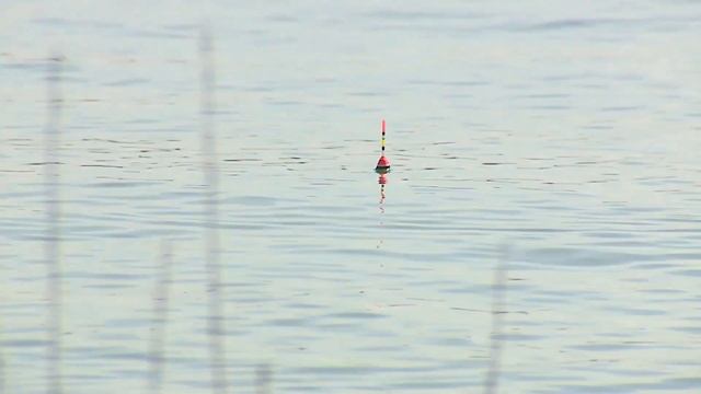 26.05.24 В большую воду отпустили маленьких рыб смотреть онлайн
