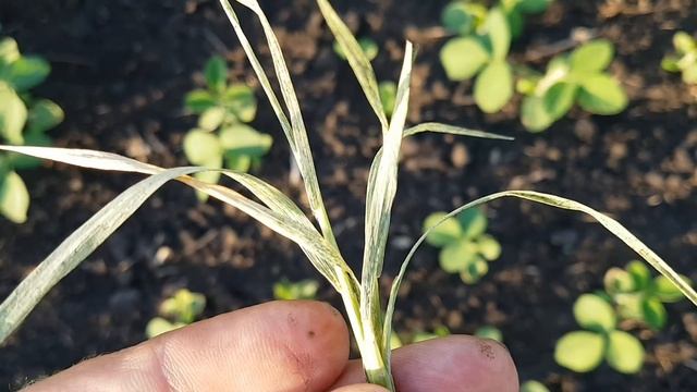 Блошки на сорняках в посевах сои смотреть онлайн