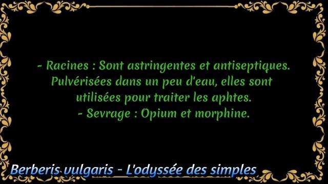 Épine-vinette - Berberis vulgaris смотреть онлайн