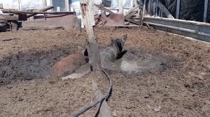 Купается в грязи.