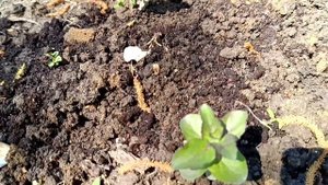 ВОДНАЯ МЯТА. Мята, которая действительно растет в воде.🤔