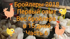 Бройлеры 2018. Первый опыт / Часть 6: Вес бройлеров в 15 дней