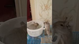 Дегу купается